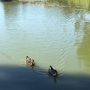 Meet your Posher, Susan